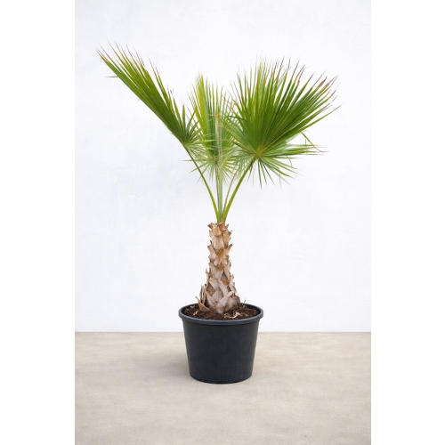 Washingtonia Fillifera